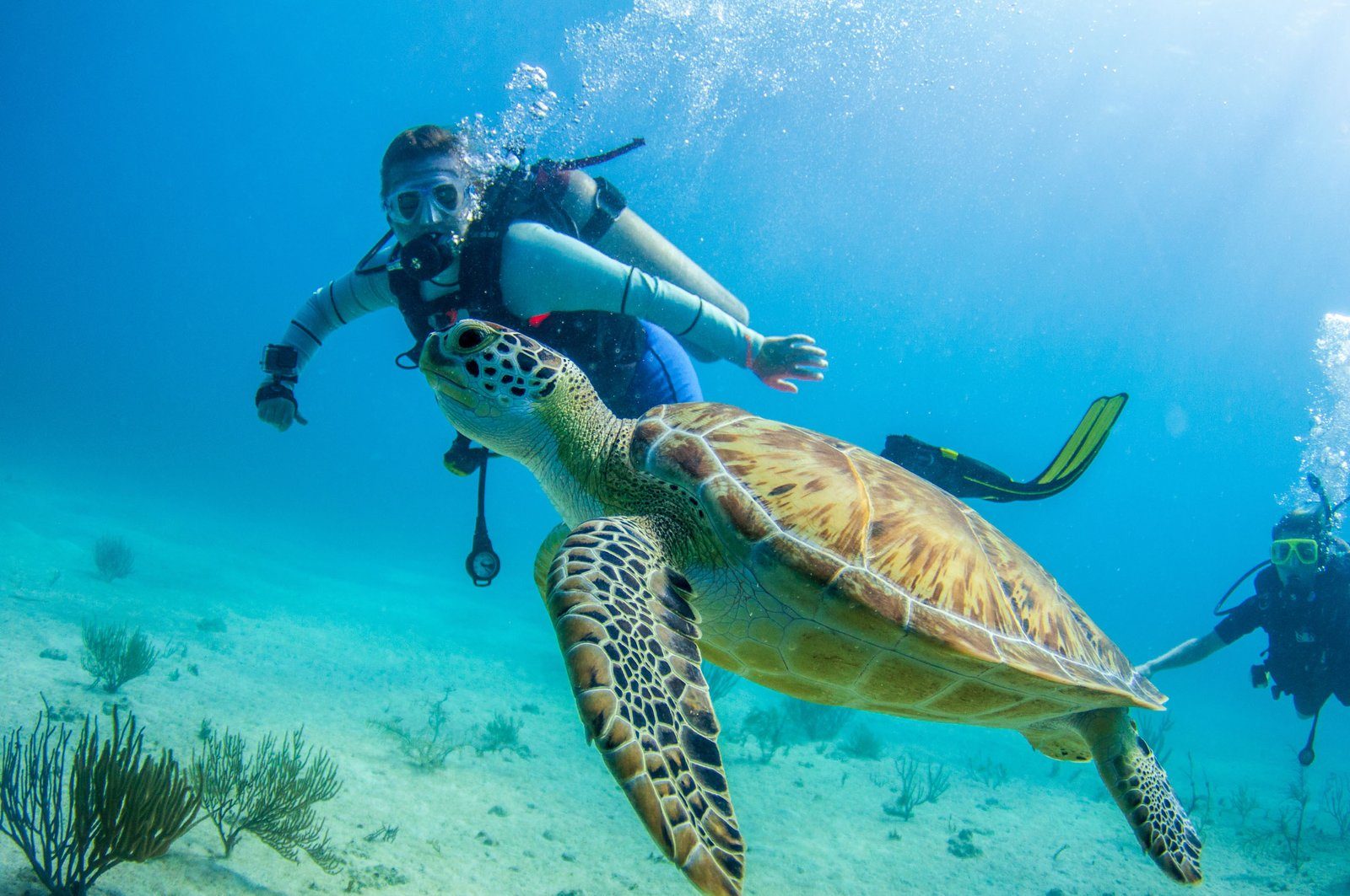 Scuba Diving